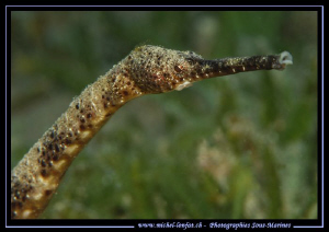 Great(er) pipefish, common pipefish... :O)... by Michel Lonfat 